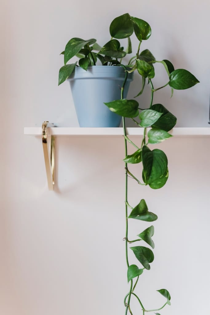 Growing plant grow at your own pace