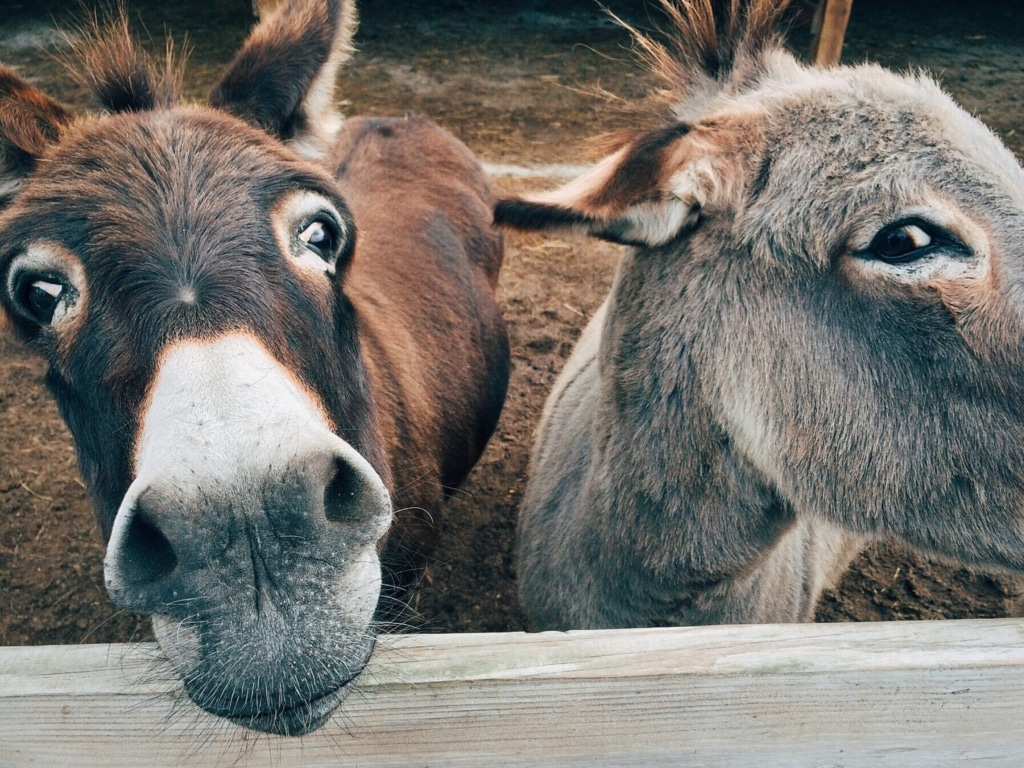 Donkey which motivates more: a carrot or a stick?